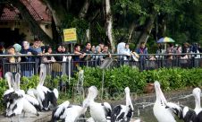 Libur Nataru di Taman Margasatwa Ragunan