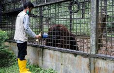 Proyek IKN Dikhawatirkan Mengancam Orangutan dan Membuat Teluk Balikpapan 'Jadi Kolam Limbah' - JPNN.com