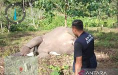 Gajah Betina Mati Diduga Keracunan - JPNN.com