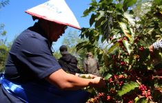 Kementerian BUMN Resmikan Tim Pengembangan Bisnis Komoditas Kopi & Kakao - JPNN.com