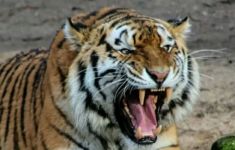 Organ Warga Lampung Barat yang Diterkam Harimau Tidak Utuh - JPNN.com