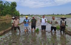 Kementan dan Pemkab Probolinggo Tanam Padi Bersama Demi Mendongkrak PAT dan LTT - JPNN.com