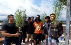 Membudidayakan Ganja di Atap Rumah, 2 Remaja Ditangkap Polresta Mataram - JPNN.com