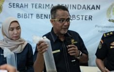 Bea Cukai Gagalkan Penyelundupan 148.091 Ekor Benih Lobster, 2 Orang Diamankan - JPNN.com