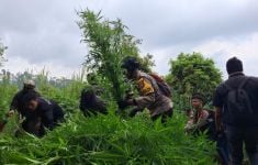 Polisi Temukan 10.000 Tanaman Ganja di Lereng Gunung Semeru - JPNN.com