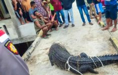 Waduh, Buaya Masuk ke Pemukiman Warga, Lihat Tuh - JPNN.com