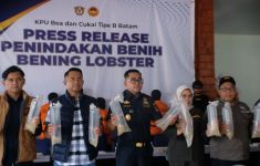 Bea Cukai Gagalkan Penyelundupan Ratusan Ribu Benih Lobster Tujuan Malaysia - JPNN.com