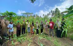 Demplot KPB Totari Laha Halmahera Barat Sukses Panen Perdana Jagung Dua Tongkol - JPNN.com