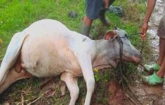 Puluhan Ekor Sapi di Gorontalo Mati Diracun - JPNN.com