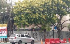 Renovasi Rumah di Menteng Tetap Jalan Meski Tebang Pohon Tanpa Izin - JPNN.com