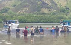 Paus 15 Meter yang Terdampar di Ngada NTT Digiring ke Laut Lepas - JPNN.com