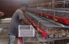 SIG Bantu Kelompok Peternak Puyuh Andalas Produksi 4.000 Telur per Hari - JPNN.com