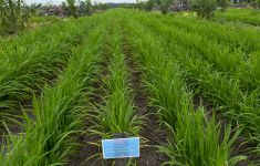 Progres Program Tanam Padi PTPN Tumbuh Subur, Pendapatan Petani Sawit Berpotensi Bertambah - JPNN.com