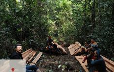 7 Warga Jabar Ditangkap di Riau Gegara Merusak Hutan Lindung SM Rimbang Baling - JPNN.com