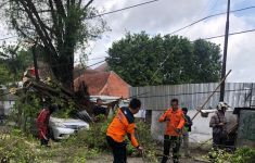 Lagi, Pohon Tumbang di Semarang, Mobil Ringsek Bagian Depan - JPNN.com