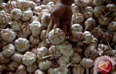 KPPU Pantau Kenaikan Harga Bawang Putih - JPNN.com