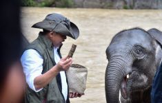 Menhut Raja Antoni Memandikan Gajah di Tangkahan, Dukung Ekowisata di Taman Nasional - JPNN.com