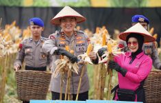 Dukung Ketahanan Pangan, Polda Riau Panen 156 Ton Jagung - JPNN.com