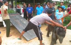 Anak Gajah Tersesat di Permukiman Warga, Kebingungan, Lihat - JPNN.com