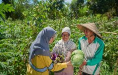 PT STM Pacu Pertanian Organik Perusahaan, Hasil Panen Petani Melimpah - JPNN.com