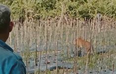 Harimau Sumatra Berkeliaran di Ladang Warga, BKSDA Aceh Turunkan Tim - JPNN.com