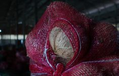 Bea Cukai Teluk Nibung Dukung Ekspor Perdana 126,6 Ton Kelapa Asal Tanjungbalai ke Thailand - JPNN.com