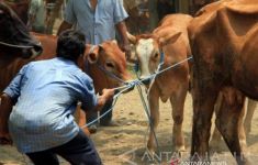 60 Kasus Penyakit Mulut dan Kuku Ditemukan di Riau - JPNN.com