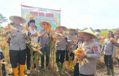 Polres Serang & Petani Gelar Panen Raya Jagung di Lahan Seluas 10 Hektare - JPNN.com