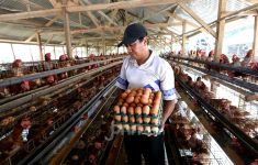 Harga Telur Ayam Makin Tinggi, Hari Ini Sebegini - JPNN.com