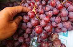 7 Khasiat Anggur yang Ampuh Lindungi Tubuh dari Penyakit Ganas Ini - JPNN.com