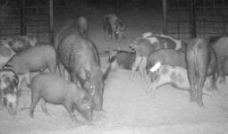 Tekor Rp 1 Triliun Setiap Tahun, Petani Australia Kesulitan Basmi Babi Liar - JPNN.com
