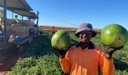 Australia Berjanji Tetap Buka Pintu untuk Pemetik Buah Asal Timor Leste - JPNN.com