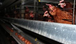 Australia Akan Larang Usaha Peternakan Ayam Petelur yang Dikandangkan - JPNN.com