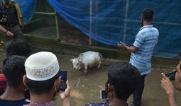 Ribuan Orang Bangladesh Abaikan Bahaya COVID-19 demi Sapi Terkecil di Dunia - JPNN.com