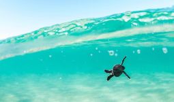 Bayi Kura-kura Lebih Sering Menelan Serpihan Plastik yang Dikira Makanan - JPNN.com