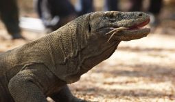 Meski Ada Desakan, Proyek Pariwisata di Taman Nasional Komodo Jalan Terus - JPNN.com