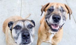 Setelah Kematian Massal Anjing di Australia, Anda Berhak Tahu Isi Kandungan Makanan Untuk Hewan Peliharaan - JPNN.com