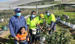 Pekerja Asing Dari Kawasan Pasifik Selamatkan Industri Buah Beri di Australia - JPNN.com