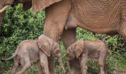 Sepasang Gajah Kembar Langka Terlihat Sehat di Taman Safari Kenya - JPNN.com