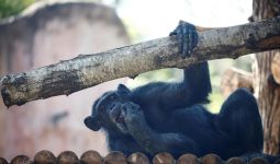 Dunia Hari Ini: Tiga Simpanse Ditembak Mati di Kebun Binatang Swedia - JPNN.com