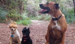 Seekor Anjing Kecil Nyaris Mati Terlilit Ular Piton Sepanjang 3,5 Meter di Australia - JPNN.com