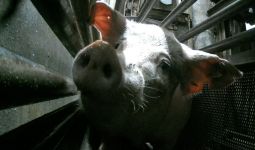 Geger! Rumah Potong Babi di Australia Gunakan Karbon Dioksida dalam Proses Penyembelihan - JPNN.com