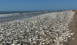 Dunia Hari Ini: Kadar Oksigen Rendah dalam Air, Ribuan Ikan Mati - JPNN.com