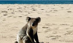 Koala Berkeliaran di Pantai Memicu Kekhawatiran Habitatnya Telah Rusak - JPNN.com