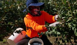 Ada Usulan Syarat WHV Diubah, Petani di Australia Barat Jadi Takut Kekurangan Pekerja - JPNN.com