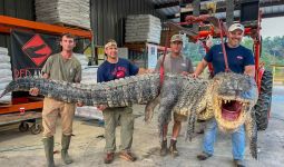 Perburuan Aligator di Mississippi Pecahkan Rekor Setelah Melewati Upaya yang Melelahkan Mental - JPNN.com