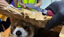 Dunia Hari Ini: Thailand Gagalkan Penyelundupan 87 Hewan, Termasuk Kuskus Sulawesi - JPNN.com