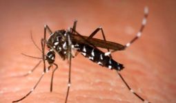 3 Tips Mencegah Timbulnya Sarang Nyamuk di Dalam dan Luar Rumah - JPNN.com
