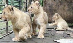3 Bayi Singa nan Lucu Milik Taman Safari II Prigen - JPNN.com