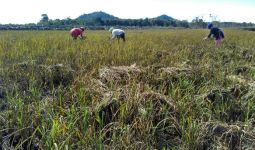 50 Hektar Sawah di Pangkal Niur Terancam Gagal Panen - JPNN.com